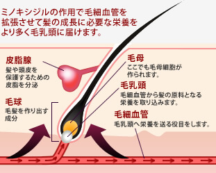 ミノキシジルイメージ